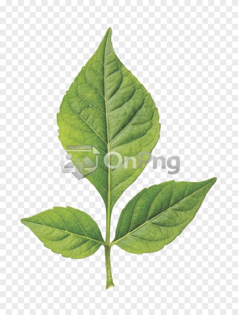 Belpatra PNG with Transparent Background (High Resolution) free download