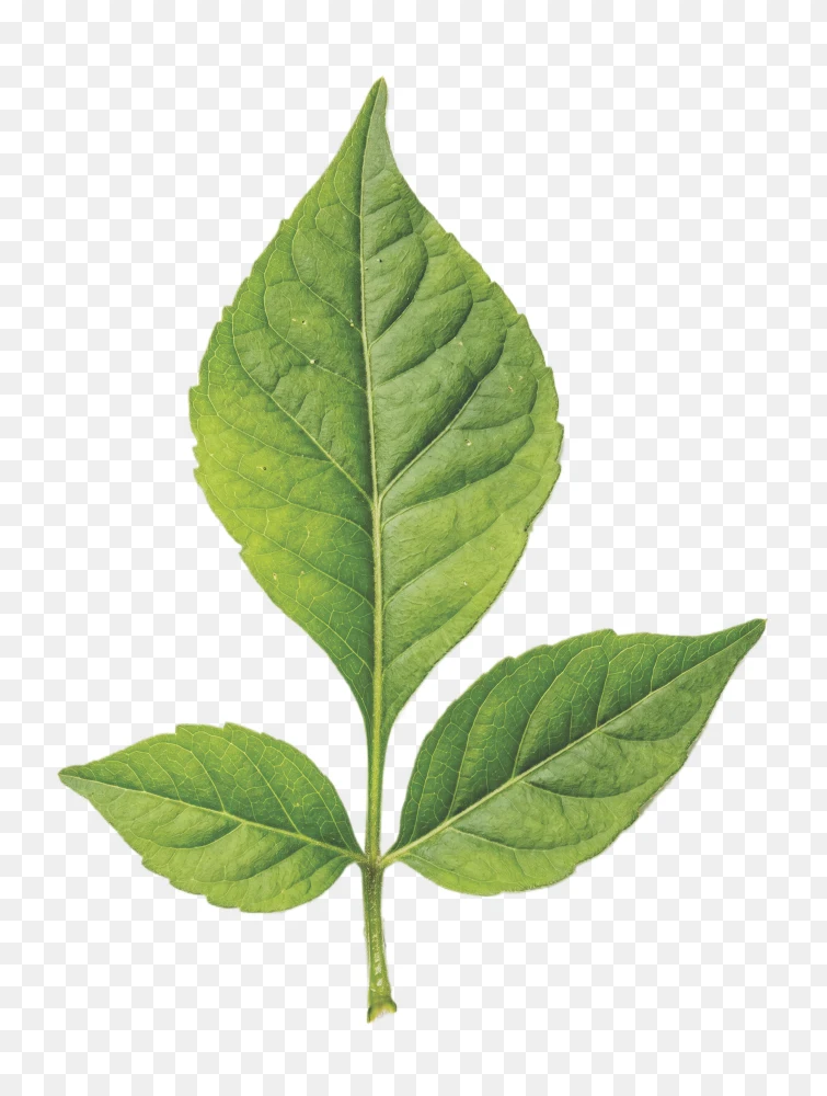 Belpatra PNG with Transparent Background (High Resolution) free download  Transparent Background