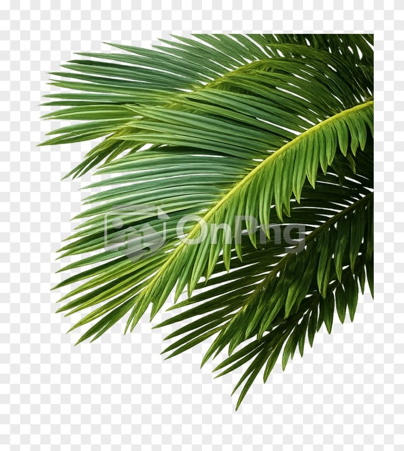 Palm Leaf PNG Transparent Background – High Quality Tropical Leaf Image Free Download
