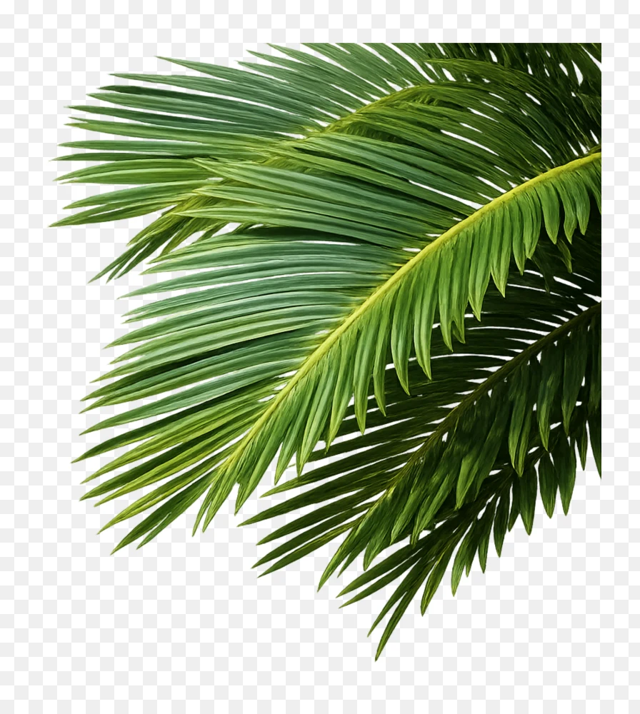 Palm Leaf PNG Transparent Background – High Quality Tropical Leaf Image Free Download  Transparent Background
