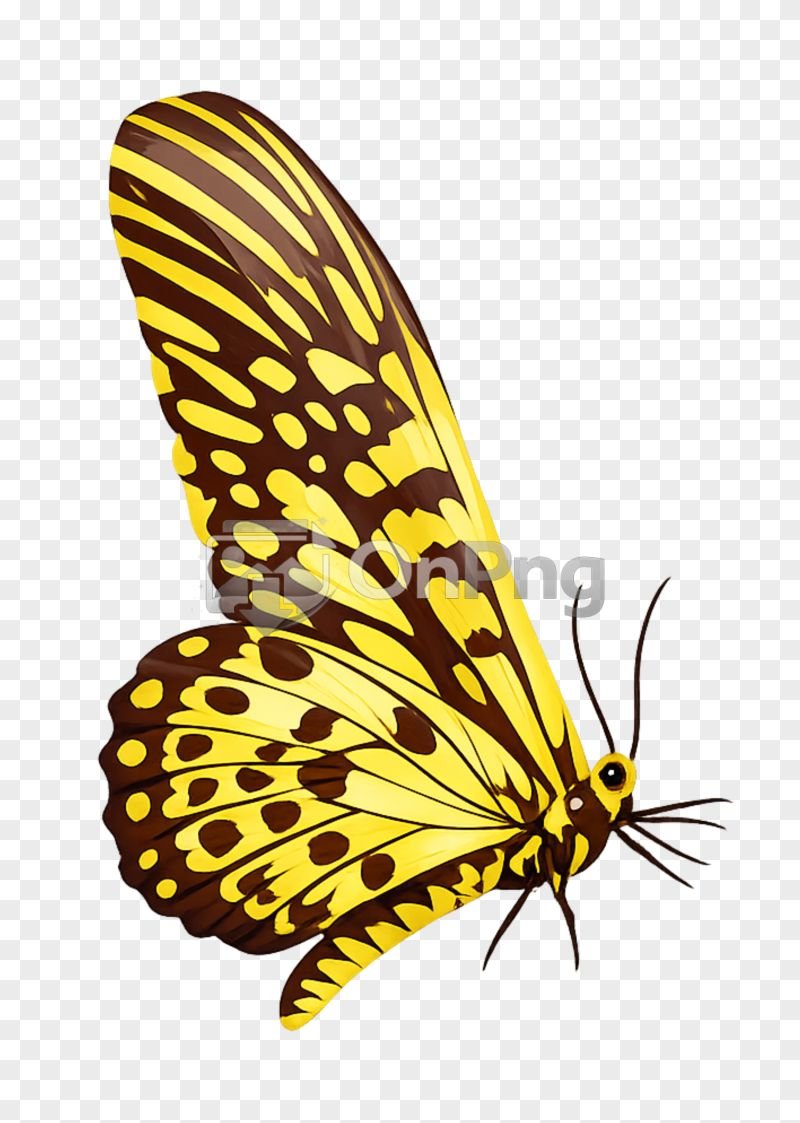 Vector Butterfly PNG – High Quality Transparent Butterfly Free Download
