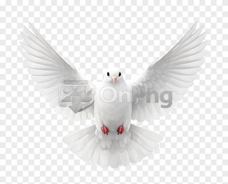 White Pigeon Flying High Quality PNG Transparent Background – Front View