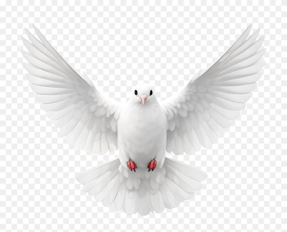 White Pigeon Flying High Quality PNG Transparent Background – Front View  Transparent Background