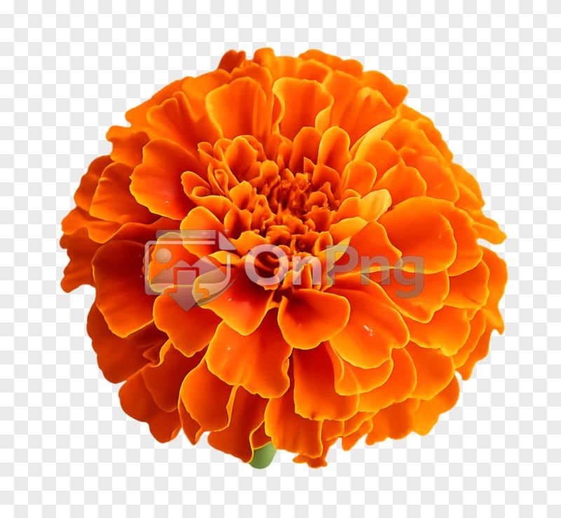 Genda Flower Png – Orange Marigold Transparent Image