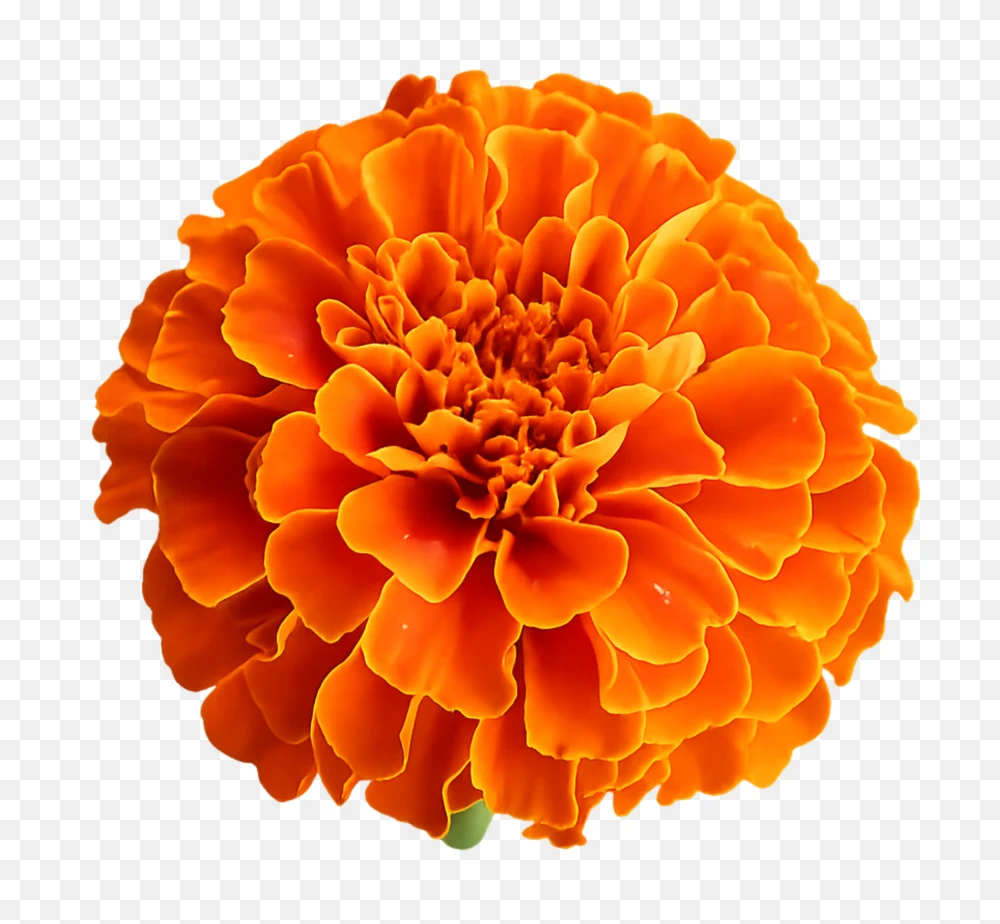 Genda Flower Png – Orange Marigold Transparent Image  Transparent Background