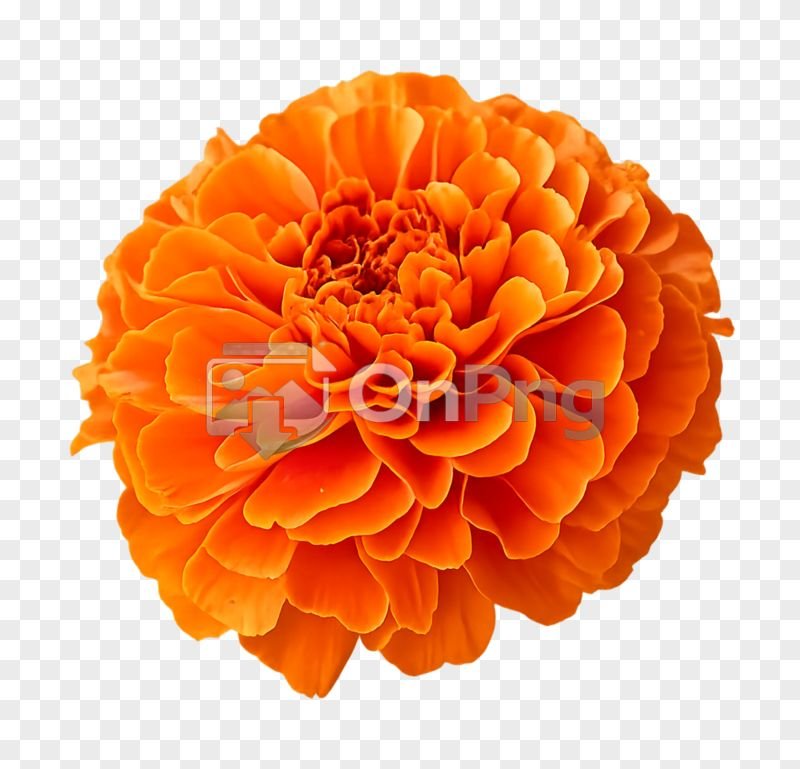 Vibrant Orange Marigold Flower PNG – High-Resolution Genda Png