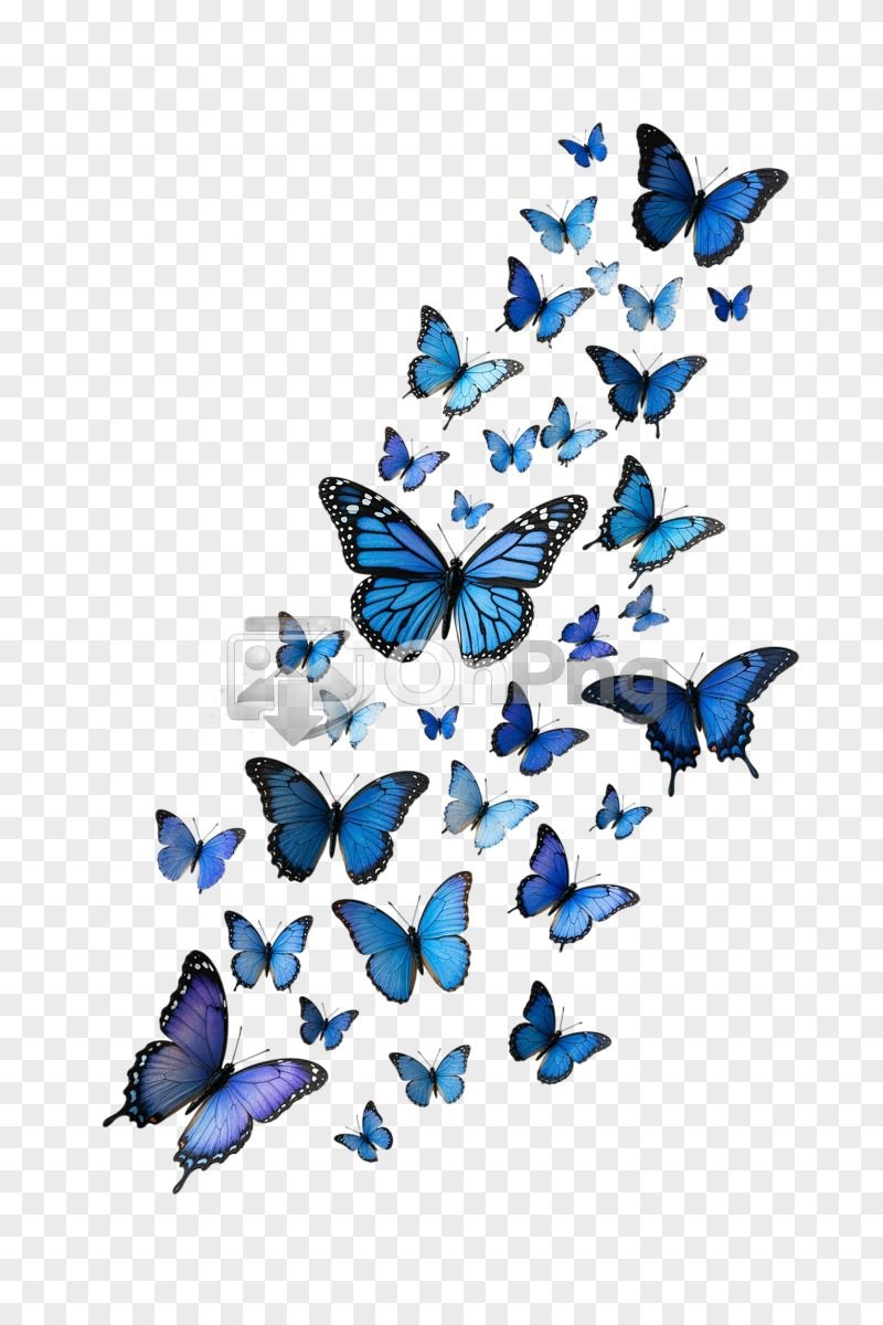 Butterflies Flying Png – Blue Butterfly Swarm Transparent Background