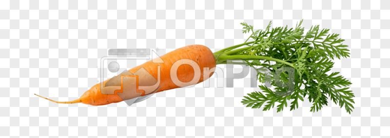 Gajar Png – Fresh Organic Carrot with Green Leaves Transparent Image