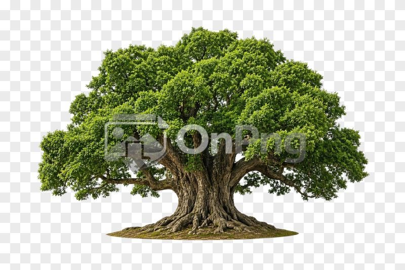 Big Tree Png Ancient Banyan Style Tree with Dense Green Canopy