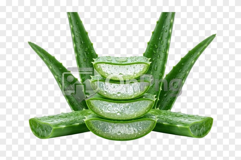 Aloe Vera Png Images