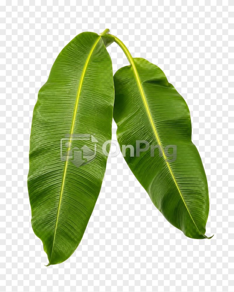 Banana Tree Leaf Png – Fresh Green Leaves Transparent Background