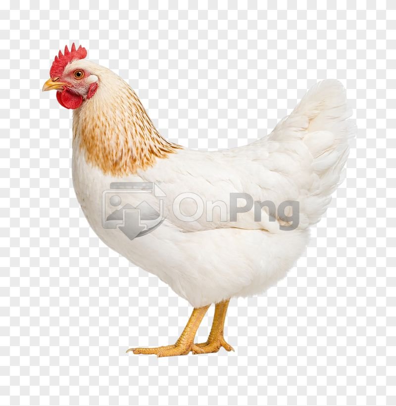Chicken Transparent – High-Resolution White Hen PNG