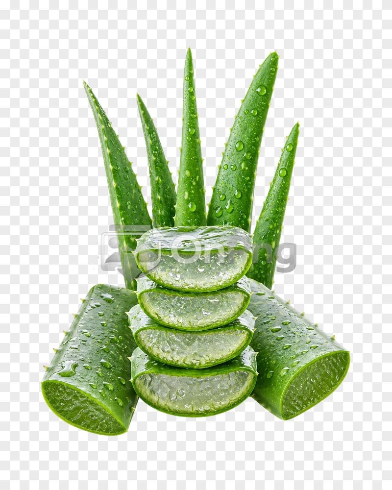 Fresh Aloe Vera Png Image – Ultra HD Gel Slices with Transparent Background