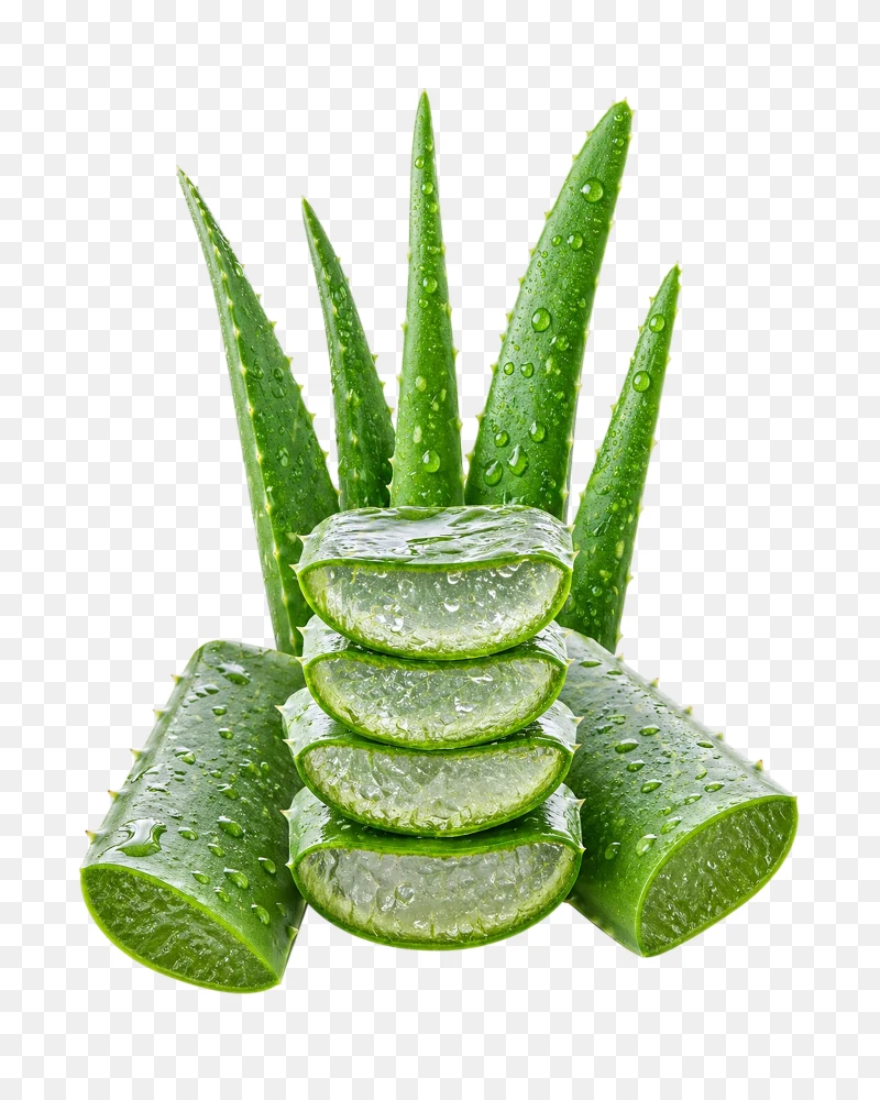 Fresh Aloe Vera Png Image – Ultra HD Gel Slices with Transparent Background  Transparent Background
