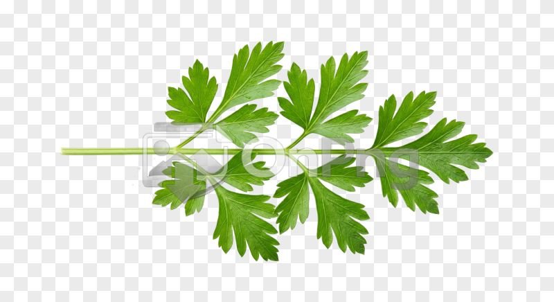 Fresh Parsley Sprig on a Transparent Background
