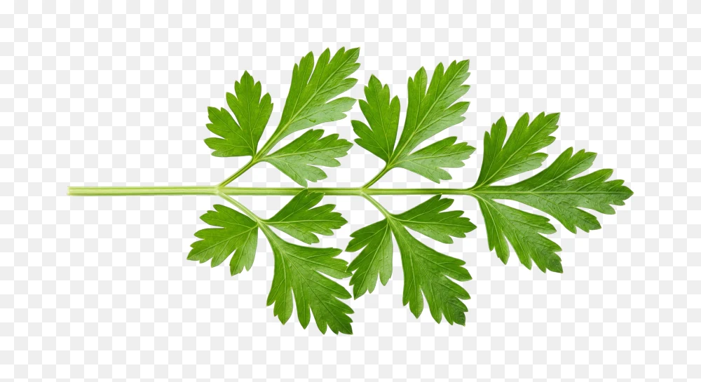 Fresh Parsley Sprig on a Transparent Background PNG Transparent Background