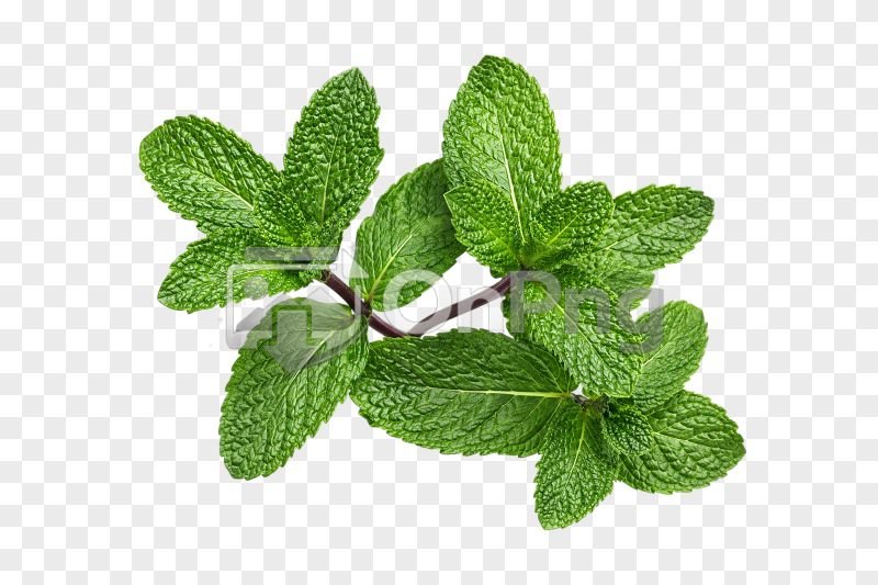Fresh Pudina Leaf Png – Ultra HD Mint Sprig Transparent Background