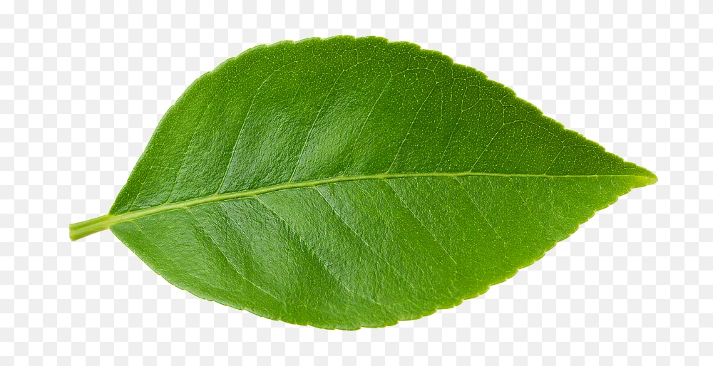 Leaf Hd Png – Fresh Green Lemon Leaf Transparent Background  Transparent Background