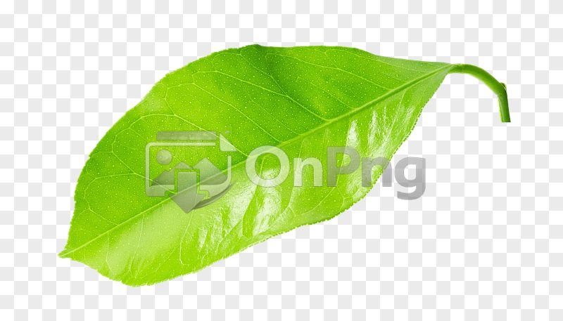 Lemon Leaf Hd Png – Fresh Green Citrus Leaf Transparent Background
