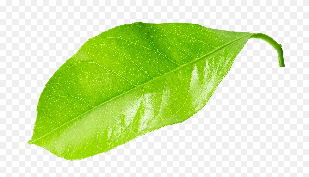 Lemon Leaf Hd Png – Fresh Green Citrus Leaf Transparent Background  Transparent Background