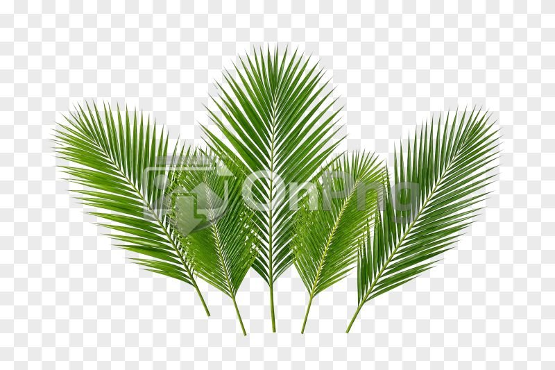 Palm Leaf Png – Tropical Green Leaves Transparent Background