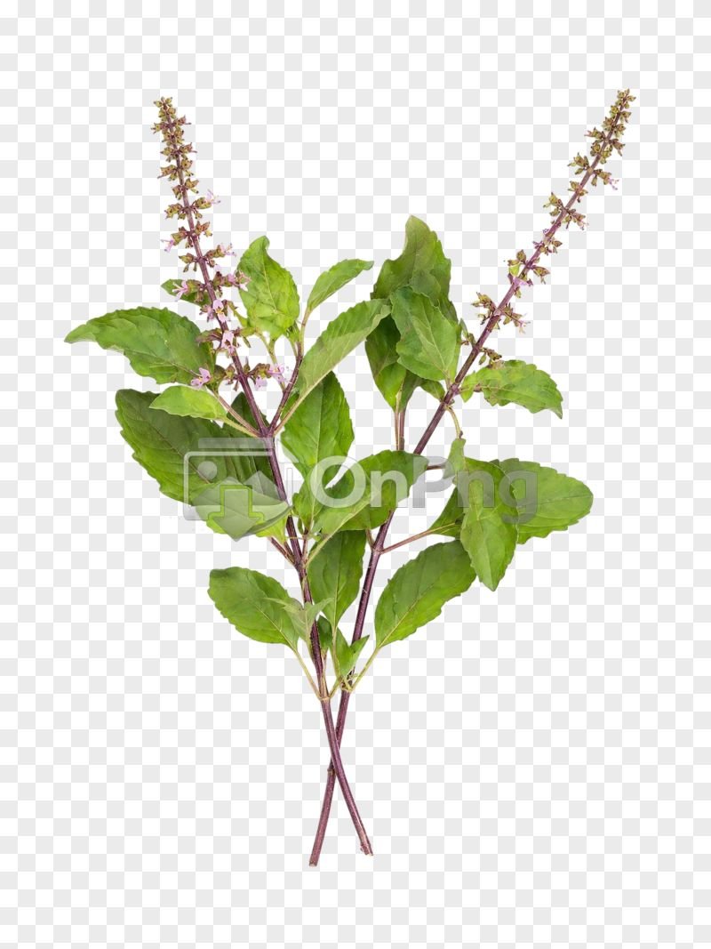 Tulsi Leaves Png – Fresh Holy Basil Stems Transparent Background