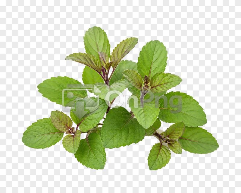 Tulsi Png – Fresh Holy Basil Leaves Transparent Background
