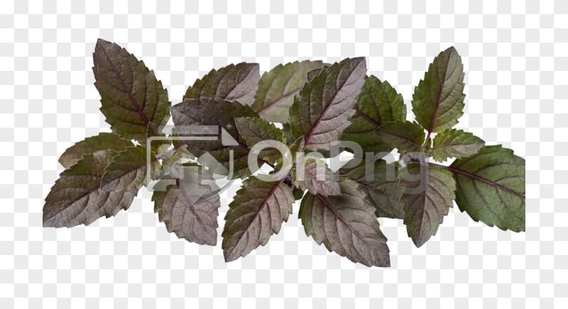 Tulsi Png – Fresh Holy Basil Leaves Transparent Background