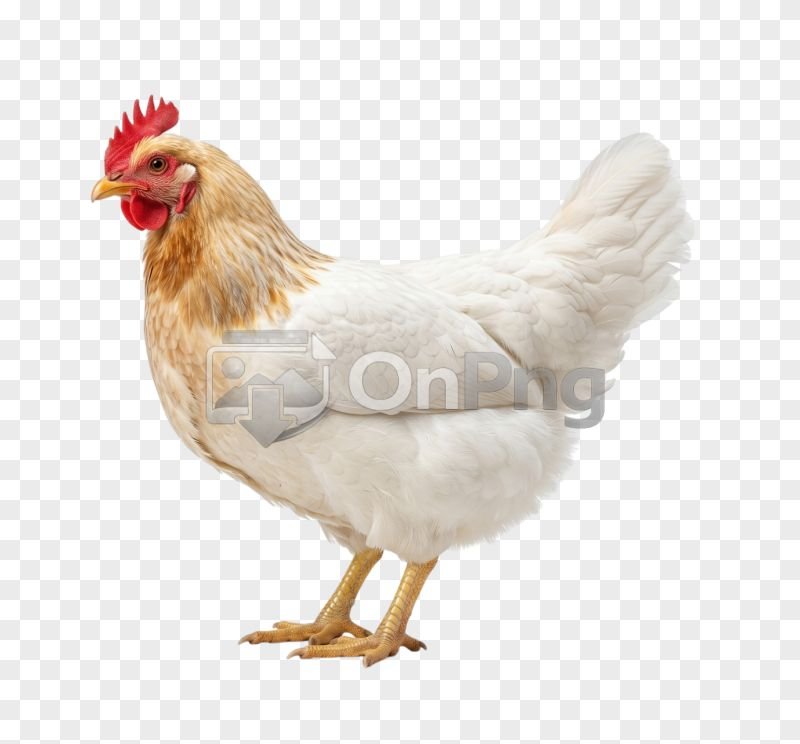 White Hen Farm Chicken PNG Transparent Background