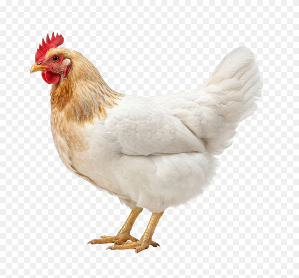 White Hen Farm Chicken PNG Transparent Background  Transparent Background