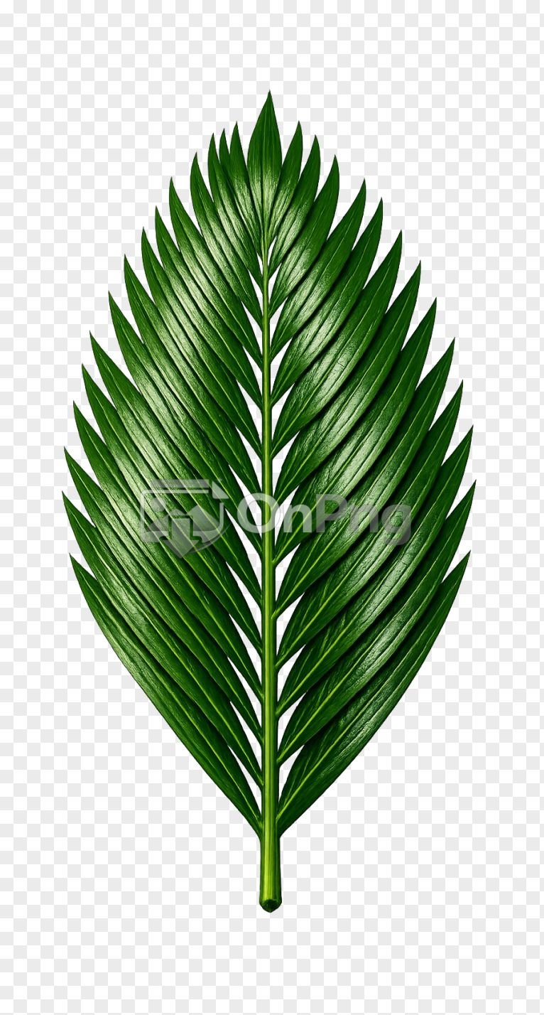 Palm Leaf PNG - Transparent Background