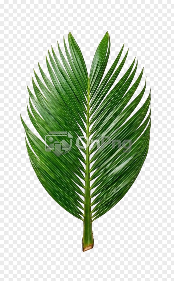 Palm Leaf Transparent Background - PNG