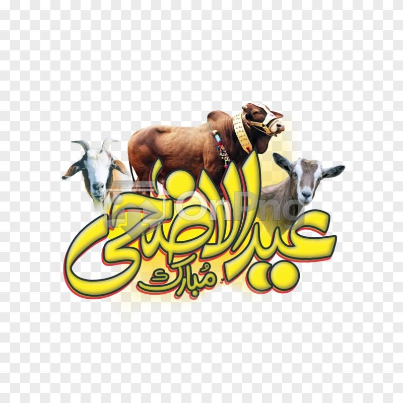 Yellow Eid ul Adha Calligraphy with Qurbani Animals