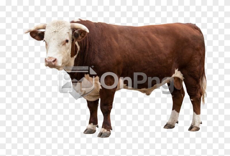 Brown and White Bull PNG Transparent Background