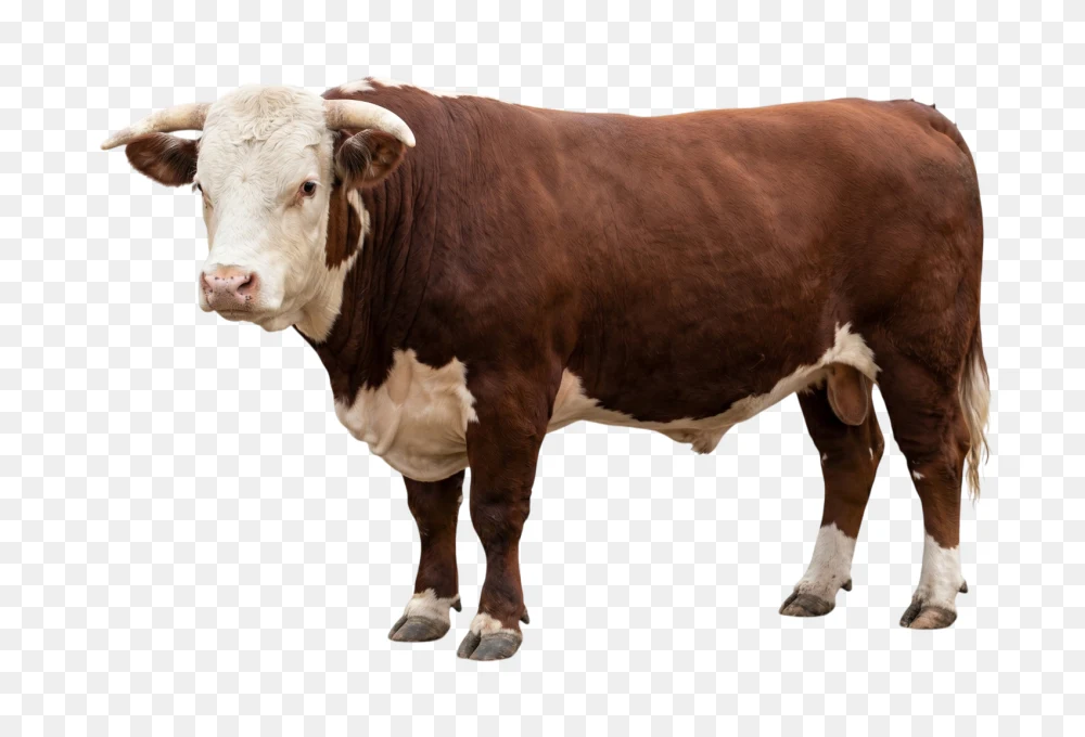 Brown and White Bull PNG Transparent Background  Transparent Background