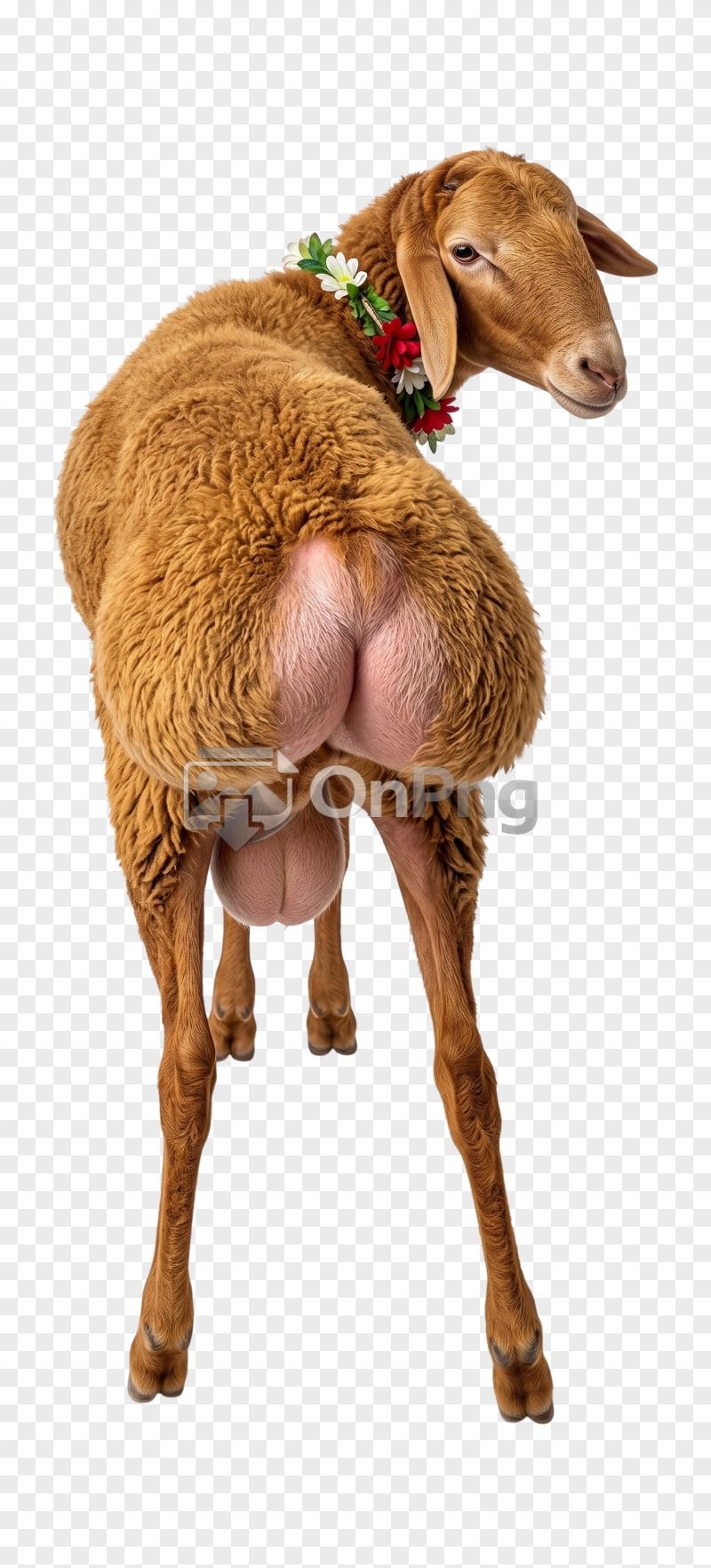 Brown Sheep Back View PNG