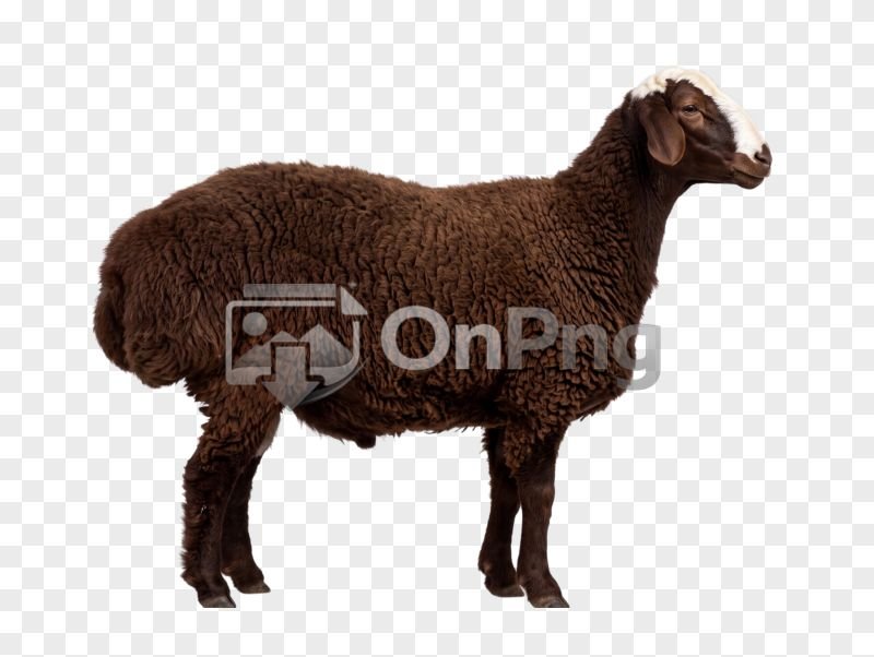 Brown Sheep Side PNG Transparent Background
