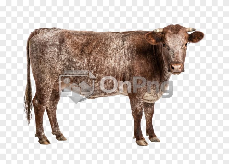 Brown Speckled Cow Transparent Background PNG