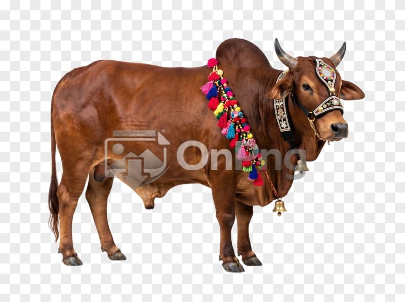 Decorated Brown Bull Transparent Background PNG