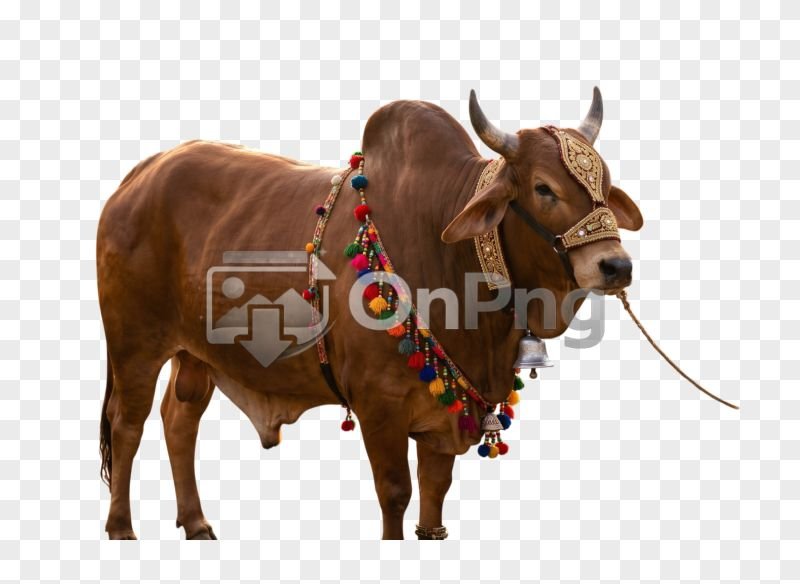 Decorated Light Brown Bull Transparent PNG