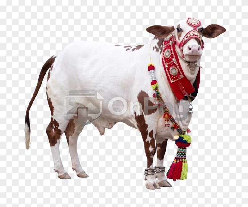 Decorated White and Brown Cow PNG