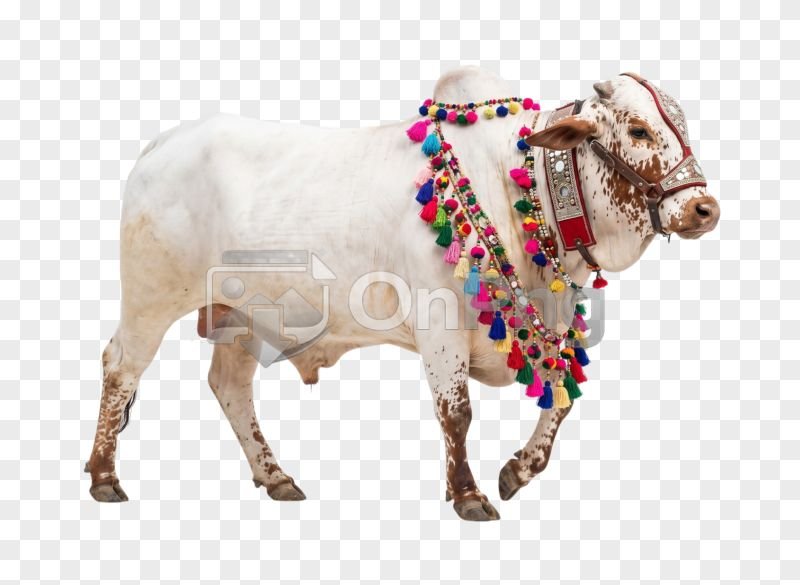 Decorated White and Brown Spotted Bull PNG