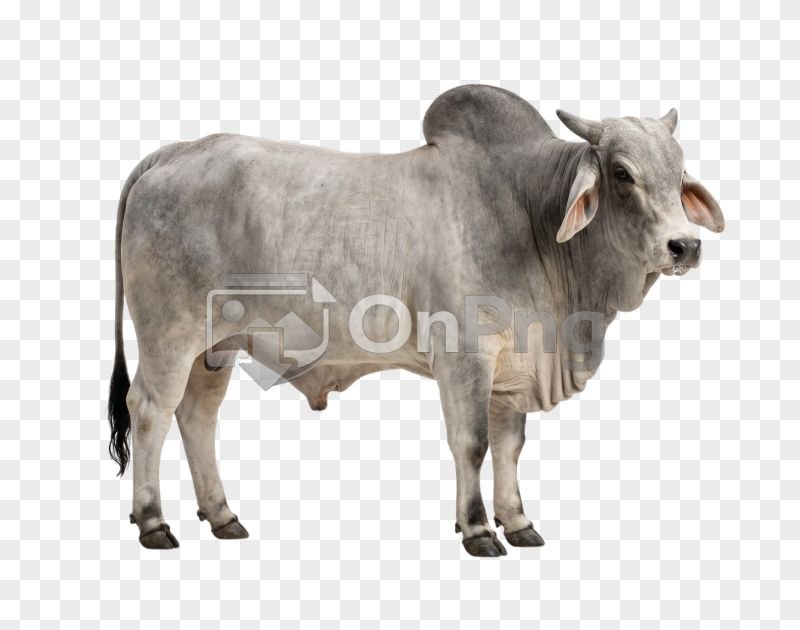Grey Brahman Bull PNG Transparent Background