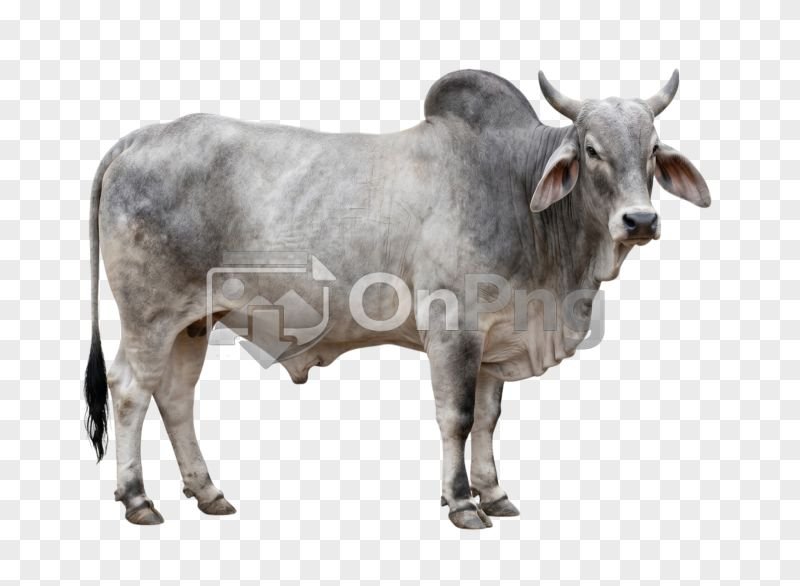Grey Brahman Bull Transparent Background PNG