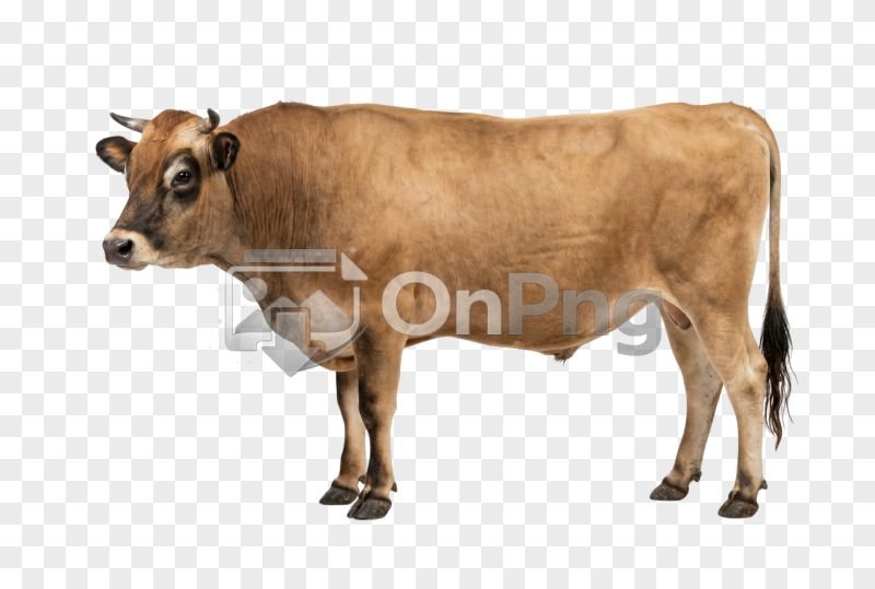 Light Brown Cow PNG Transparent