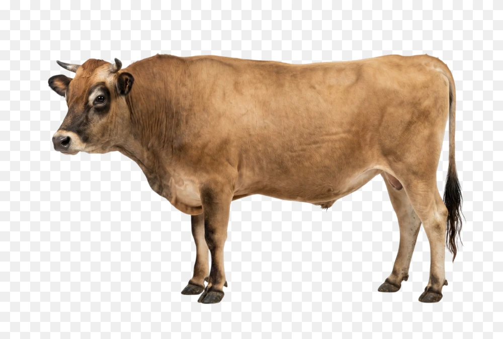 Light Brown Cow PNG Transparent  Transparent Background
