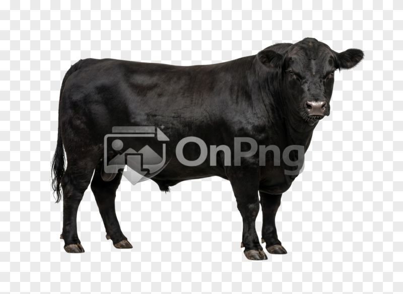 Solid Black Bull Transparent Background PNG