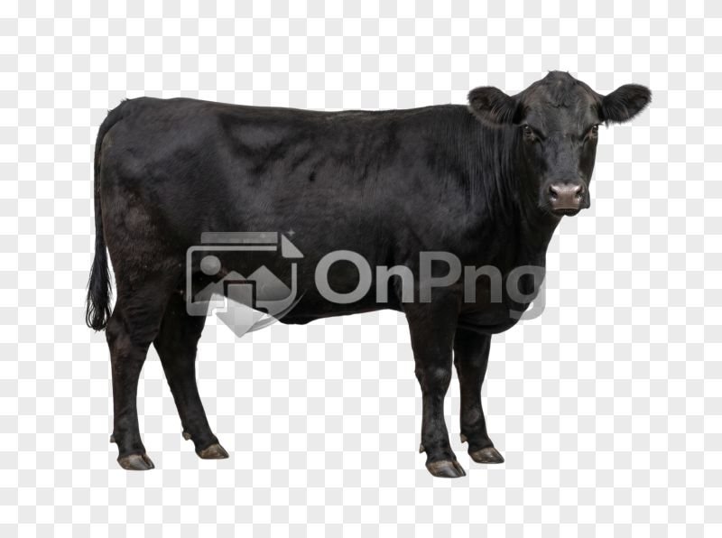Solid Black Bull Transparent Background PNG