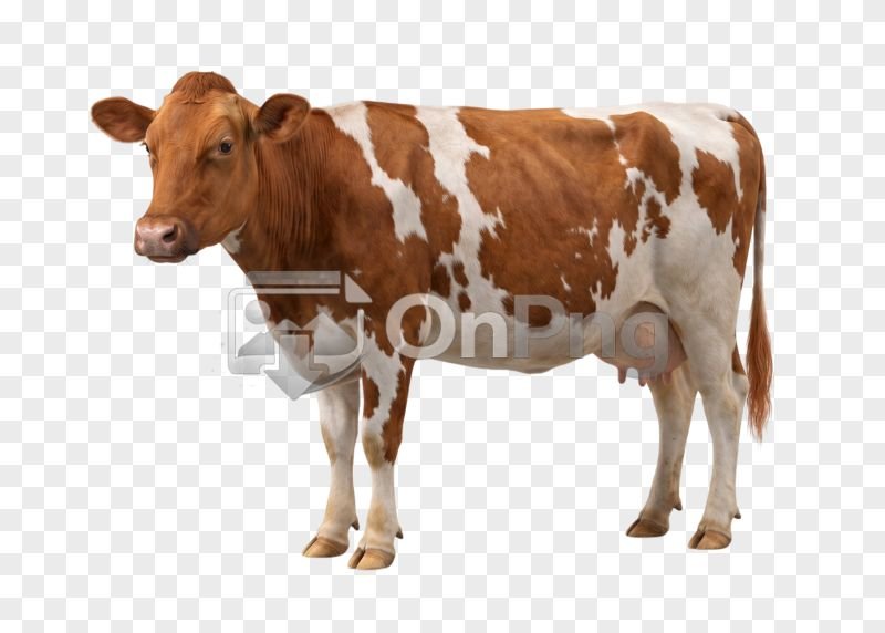Spotted Brown and White Dairy Cow PNG