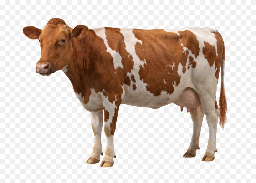 Spotted Brown and White Dairy Cow PNG  Transparent Background